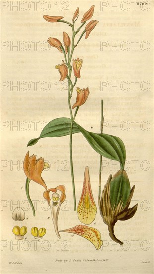 Botanical print by Sir William Jackson Hooker, FRS, 1785 â€ì 1865, English botanical illustrator. He held the post of Regius Professor of Botany at Glasgow University, and was Director of the Royal Botanic Gardens, Kew. From the Liszt Masterpieces of Botanical Illustration Collection.