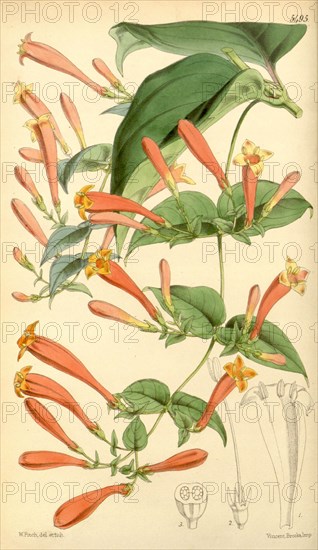 Botanical Print by Walter Hood Fitch 1817 â€ì 1892, W.H. Fitch was an botanical illustrator and artist, born in Glasgow, Scotland, UK, colour lithograph. From the Liszt Masterpieces of Botanical Illustration Collection.