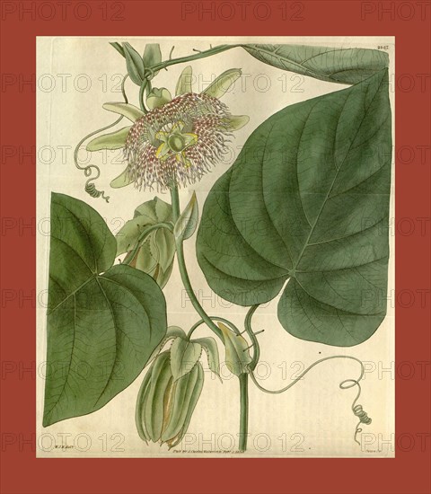 Botanical print by Sir William Jackson Hooker, FRS, 1785 â€ì 1865, English botanical illustrator. He held the post of Regius Professor of Botany at Glasgow University, and was Director of the Royal Botanic Gardens, Kew. From the Liszt Masterpieces of Botanical Illustration Collection.