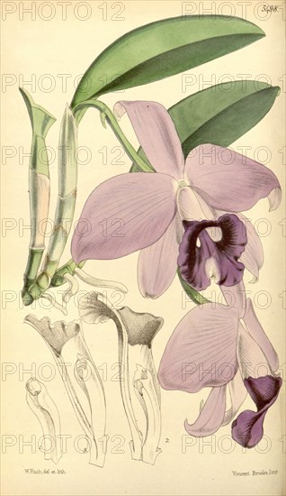 Botanical Print by Walter Hood Fitch 1817 â€ì 1892, W.H. Fitch was an botanical illustrator and artist, born in Glasgow, Scotland, UK, colour lithograph. From the Liszt Masterpieces of Botanical Illustration Collection.