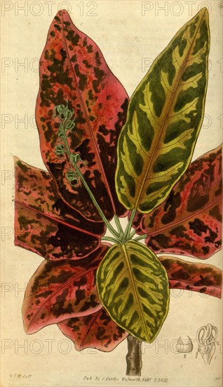 Botanical print by Sir William Jackson Hooker, FRS, 1785 â€ì 1865, English botanical illustrator. He held the post of Regius Professor of Botany at Glasgow University, and was Director of the Royal Botanic Gardens, Kew. From the Liszt Masterpieces of Botanical Illustration Collection.