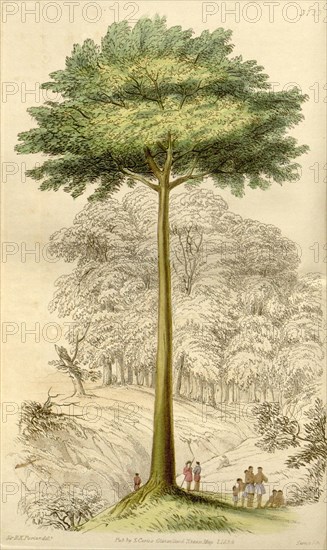 Botanical print or English natural history illustration by Joseph Swan 1796-1872, British Engraver. From the Liszt Masterpieces of Botanical Illustration Collection.