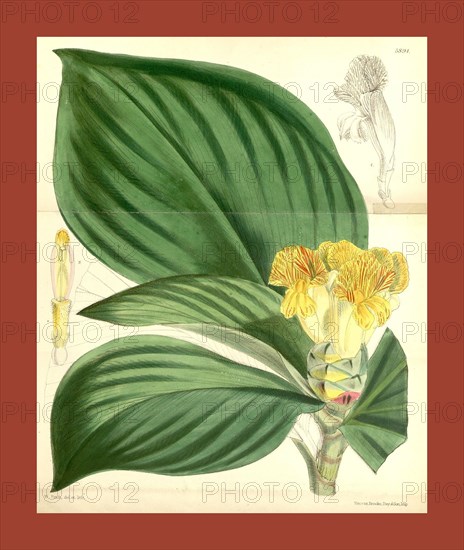 Botanical Print by Walter Hood Fitch 1817 â€ì 1892, W.H. Fitch was an botanical illustrator and artist, born in Glasgow, Scotland, UK, colour lithograph. From the Liszt Masterpieces of Botanical Illustration Collection.