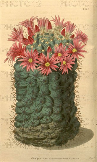 Botanical print or English natural history illustration by Joseph Swan 1796-1872, British Engraver. From the Liszt Masterpieces of Botanical Illustration Collection.