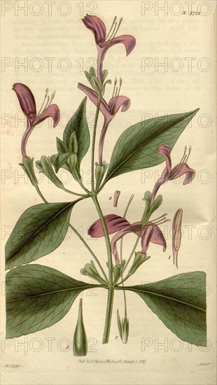 Botanical print by Sir William Jackson Hooker, FRS, 1785 â€ì 1865, English botanical illustrator. He held the post of Regius Professor of Botany at Glasgow University, and was Director of the Royal Botanic Gardens, Kew. From the Liszt Masterpieces of Botanical Illustration Collection.