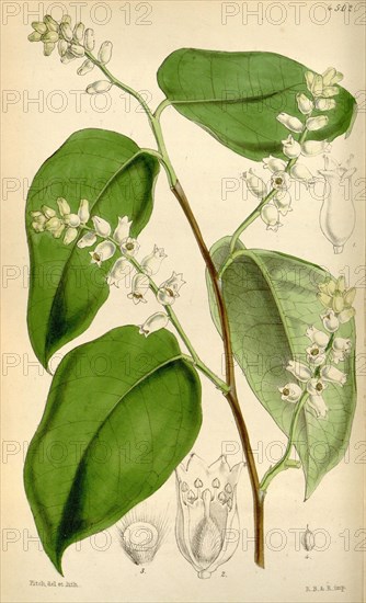 Botanical Print by Walter Hood Fitch 1817 â€ì 1892, W.H. Fitch was an botanical illustrator and artist, born in Glasgow, Scotland, UK, colour lithograph. From the Liszt Masterpieces of Botanical Illustration Collection.