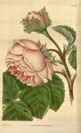 Botanical print by Mis Adams, British botanical illustrator, English natural history illustrator. From the Liszt Masterpieces  of Botanical Illustration Collection.