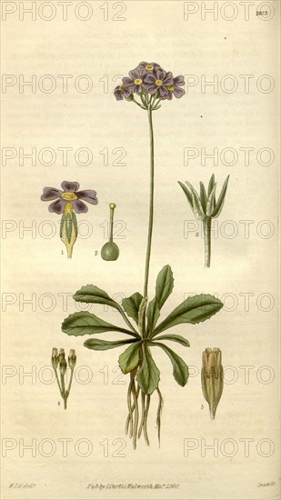 Botanical print by Sir William Jackson Hooker, FRS, 1785 â€ì 1865, English botanical illustrator. He held the post of Regius Professor of Botany at Glasgow University, and was Director of the Royal Botanic Gardens, Kew. From the Liszt Masterpieces of Botanical Illustration Collection.