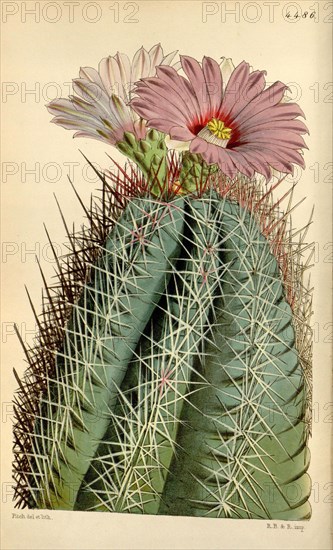 Botanical Print by Walter Hood Fitch 1817 â€ì 1892, W.H. Fitch was an botanical illustrator and artist, born in Glasgow, Scotland, UK, colour lithograph. From the Liszt Masterpieces of Botanical Illustration Collection.