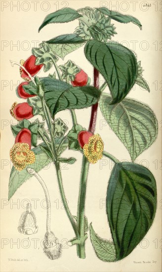 Botanical Print by Walter Hood Fitch 1817 â€ì 1892, W.H. Fitch was an botanical illustrator and artist, born in Glasgow, Scotland, UK, colour lithograph. From the Liszt Masterpieces of Botanical Illustration Collection.