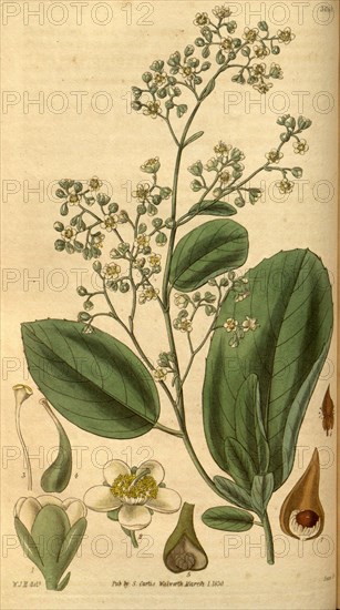 Botanical print by Sir William Jackson Hooker, FRS, 1785 â€ì 1865, English botanical illustrator. He held the post of Regius Professor of Botany at Glasgow University, and was Director of the Royal Botanic Gardens, Kew. From the Liszt Masterpieces of Botanical Illustration Collection.