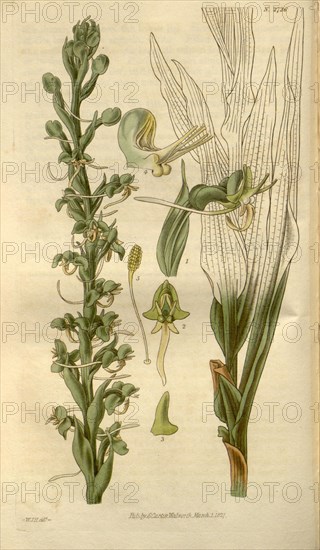 Botanical print by Sir William Jackson Hooker, FRS, 1785 â€ì 1865, English botanical illustrator. He held the post of Regius Professor of Botany at Glasgow University, and was Director of the Royal Botanic Gardens, Kew. From the Liszt Masterpieces of Botanical Illustration Collection.