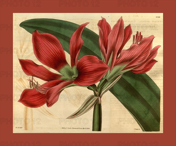 Botanical print by Sir William Jackson Hooker, FRS, 1785 â€ì 1865, English botanical illustrator. He held the post of Regius Professor of Botany at Glasgow University, and was Director of the Royal Botanic Gardens, Kew. From the Liszt Masterpieces of Botanical Illustration Collection.