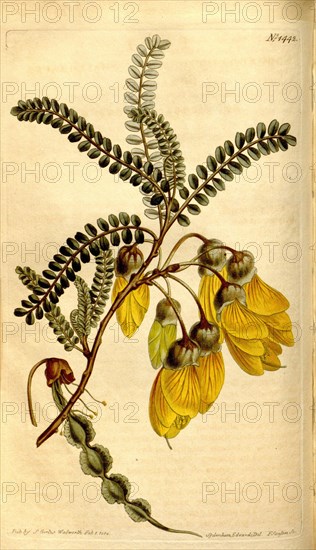 Botanical print by F Sansom, c.1797 - 1810, British botanical illustrator, English natural history illustrator. Also known as  Sansom, F; Sansom, T; Sansom, S; Sansom, T S. From the Liszt Masterpieces of Botanical Illustration Collection.