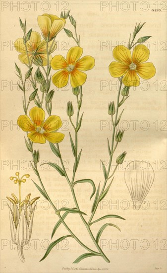 Botanical print or English natural history illustration by Joseph Swan 1796-1872, British Engraver. From the Liszt  Masterpieces of Botanical Illustration Collection.