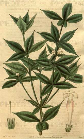 Botanical print by Sir William Jackson Hooker, FRS, 1785 â€ì 1865, English botanical illustrator. He held the post of Regius  Professor of Botany at Glasgow University, and was Director of the Royal Botanic Gardens, Kew. From the Liszt Masterpieces of  Botanical Illustration Collection.