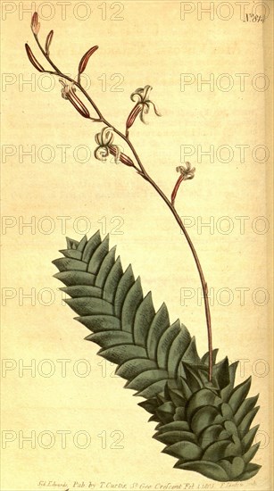 Botanical print by Sydenham Teast Edwards 1768 â€ì 1819, Sydenham Edwards was a natural history illustrator, British, UK,  colour lithograph, botanical artist. From the Liszt Masterpieces of Botanical Illustration Collection.