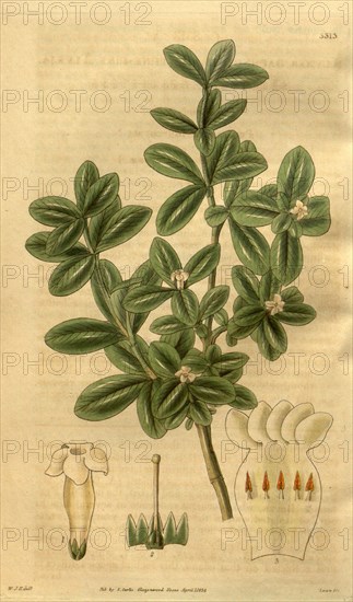 Botanical print by Sir William Jackson Hooker, FRS, 1785 â€ì 1865, English botanical illustrator. He held the post of Regius  Professor of Botany at Glasgow University, and was Director of the Royal Botanic Gardens, Kew. From the Liszt Masterpieces of  Botanical Illustration Collection.