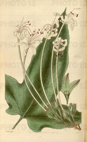 Botanical print by Sir William  Jackson Hooker, FRS, 1785 â€ì  1865, English botanical  illustrator. He held the post of  Regius Professor of Botany at  Glasgow University, and was  Director of the Royal Botanic  Gardens, Kew. From the Liszt  Masterpieces of Botanical  Illustration Collection.