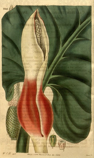 Botanical print by Sir William  Jackson Hooker, FRS, 1785 â€ì  1865, English botanical  illustrator. He held the post of  Regius Professor of Botany at  Glasgow University, and was  Director of the Royal Botanic  Gardens, Kew. From the Liszt  Masterpieces of Botanical  Illustration Collection.