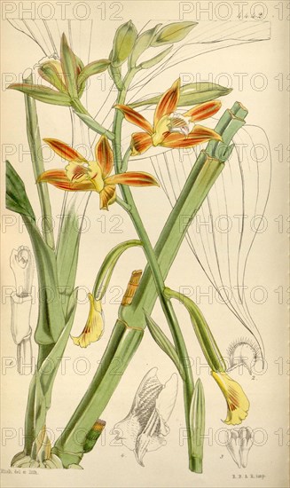 Botanical Print by Walter Hood Fitch 1817 â€ì 1892, W.H. Fitch was an botanical illustrator and artist, born in Glasgow, Scotland, UK, colour lithograph