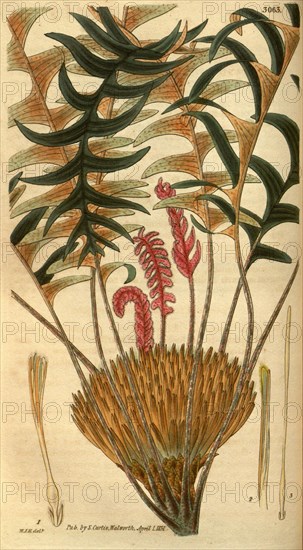 Botanical print by Sir William Jackson Hooker, FRS, 1785 â€ì 1865, English botanical illustrator. He held the post of Regius  Professor of Botany at Glasgow University, and was Director of the Royal Botanic Gardens, Kew.