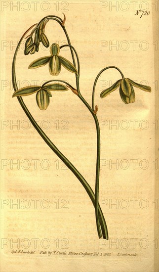 Botanical print by Sydenham Teast Edwards 1768 â€ì 1819, Sydenham Edwards was a natural history illustrator, British, UK,  colour lithograph, botanical artist
