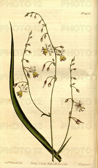 Botanical print by Sydenham Teast Edwards 1768 â€ì 1819, Sydenham Edwards was a natural history illustrator, British, UK,  colour lithograph, botanical artist. From the Liszt Masterpieces of Botanical Illustration Collection.