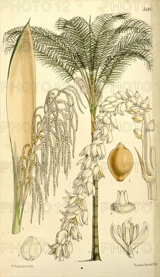 Botanical Print by Walter Hood Fitch 1817 â€ì 1892, W.H. Fitch was an botanical illustrator and artist, born in Glasgow,  Scotland, UK, colour lithograph