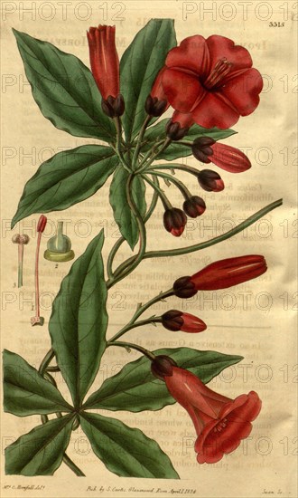 Botanical print by Mrs. C. Horsfall, an English natural history illustrator and botanical artist.