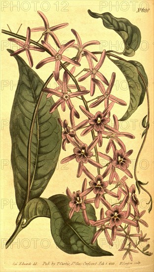 Botanical print by Sydenham Teast Edwards 1768 â€ì 1819, Sydenham Edwards was a natural history illustrator, British, UK,  colour lithograph, botanical artist
