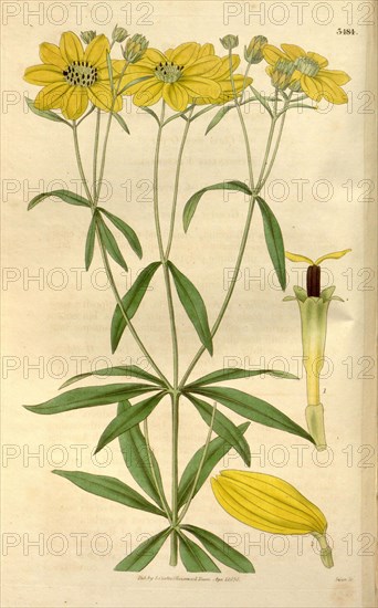 Botanical print or English natural history illustration by Joseph Swan 1796-1872, British Engraver