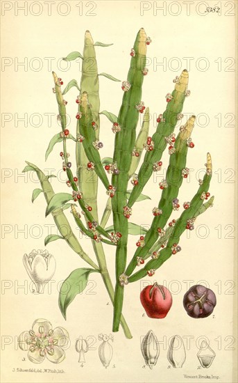 Botanical Print by Walter Hood Fitch 1817 â€ì 1892, W.H. Fitch was an botanical illustrator and artist, born in Glasgow,  Scotland, UK, colour lithograph