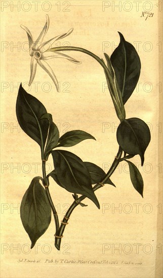 Botanical print by Sydenham Teast Edwards 1768 â€ì 1819, Sydenham Edwards was a natural history illustrator, British, UK,  colour lithograph, botanical artist