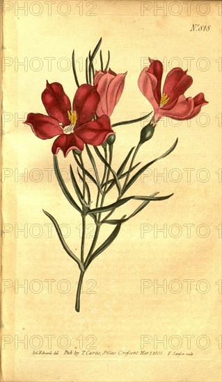 Botanical print by Sydenham Teast Edwards 1768 â€ì 1819, Sydenham Edwards was a natural history illustrator, British, UK,  colour lithograph, botanical artist