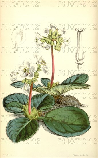 Botanical Print by Walter Hood Fitch 1817 â€ì 1892, W.H. Fitch was an botanical illustrator and artist, born in Glasgow,  Scotland, UK, colour lithograph