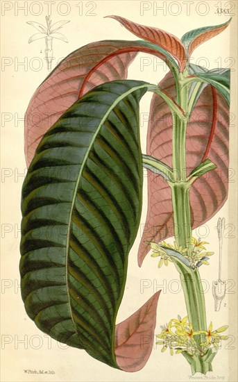 Botanical Print by Walter Hood Fitch 1817 â€ì 1892, botanical illustrator and artist, born in Glasgow, Scotland, UK, colour lithograph
