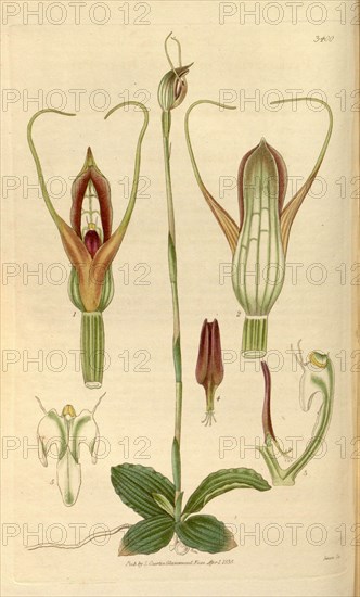 Botanical print or English natural history illustration by Joseph Swan 1796-1872, British Engraver