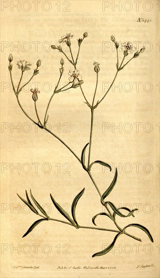 Botanical print by Sydenham Teast Edwards 1768 â€ì 1819, Sydenham Edwards was a natural history illustrator, British, UK, colour lithograph, botanical artist
