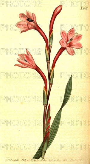 Botanical print by Sydenham Teast Edwards 1768 â€ì 1819, Sydenham Edwards was a natural history illustrator, British, UK, colour lithograph, botanical artist
