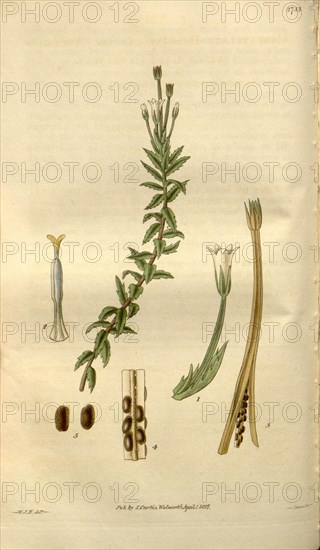 Botanical print by Sir William Jackson Hooker, FRS, 1785 â€ì 1865, English botanical illustrator. He held the post of Regius Professor of Botany at Glasgow University, and was Director of the Royal Botanic Gardens, Kew.