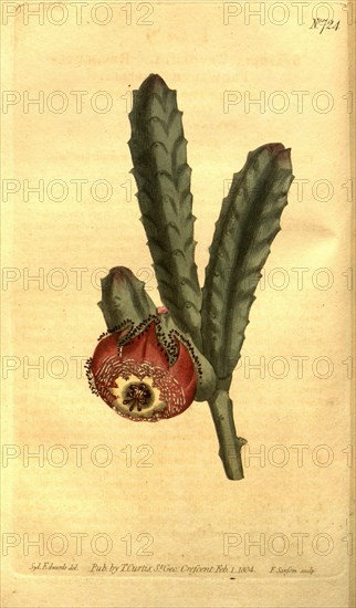 Botanical print by Sydenham Teast Edwards 1768 â€ì 1819, Sydenham Edwards was a natural history illustrator, British, UK, colour lithograph, botanical artist