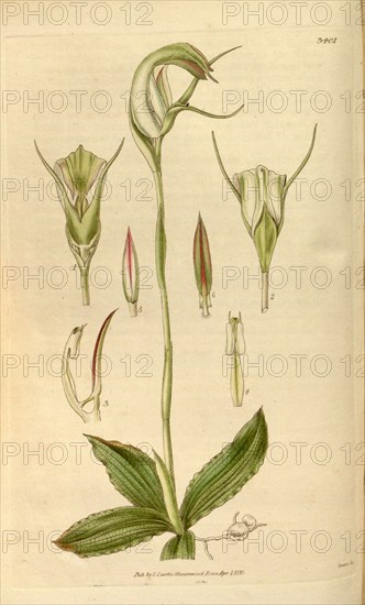 Botanical print or English natural history illustration by Joseph Swan 1796-1872, British Engraver