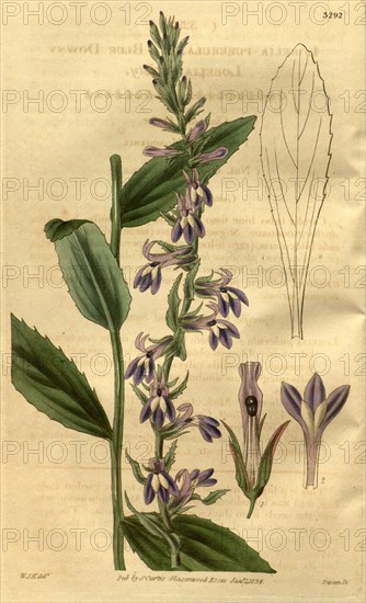 Botanical print by Sir William Jackson Hooker, FRS, 1785 â€ì 1865, English botanical illustrator. He held the post of Regius  Professor of Botany at Glasgow University, and was Director of the Royal Botanic Gardens, Kew.