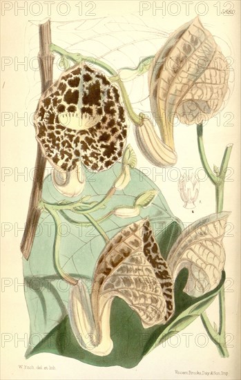 Botanical Print by Walter Hood Fitch 1817 â€ì 1892, W.H. Fitch was an botanical illustrator and artist, born in Glasgow, Scotland, UK, colour lithograph