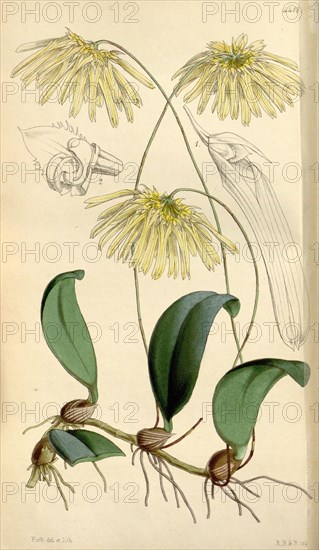Botanical Print by Walter Hood Fitch 1817 â€ì 1892, W.H. Fitch was an botanical illustrator and artist, born in Glasgow,  Scotland, UK, colour lithograph