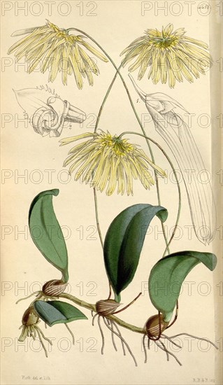 Botanical Print by Walter Hood Fitch 1817 â€ì 1892, W.H. Fitch was an botanical illustrator and artist, born in Glasgow, Scotland, UK, colour lithograph