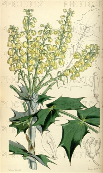 Botanical Print by Walter Hood Fitch 1817 â€ì 1892, botanical illustrator and artist, born in Glasgow, Scotland, UK, colour lithograph