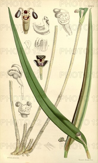 Botanical Print by Walter Hood Fitch 1817 â€ì 1892, botanical illustrator and artist, born in Glasgow, Scotland, UK, colour lithograph