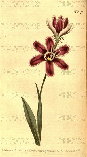 Botanical print by Sydenham Teast Edwards 1768 â€ì 1819, Sydenham Edwards was a natural history illustrator, British, UK, colour lithograph, botanical artist